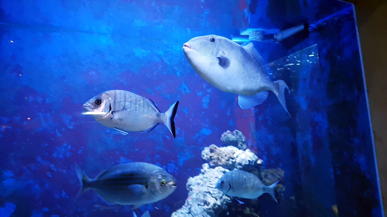Aquarium Piran