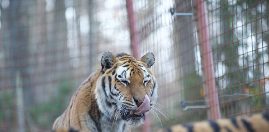 Zoo Rožman - družinski obisk živalskega vrta