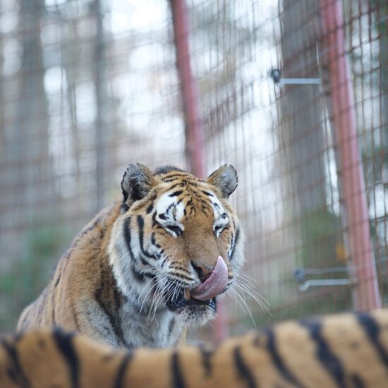 Zoo Rožman - družinski obisk živalskega vrta