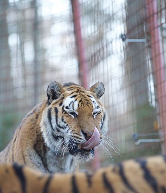 Zoo Rožman - družinski obisk živalskega vrta