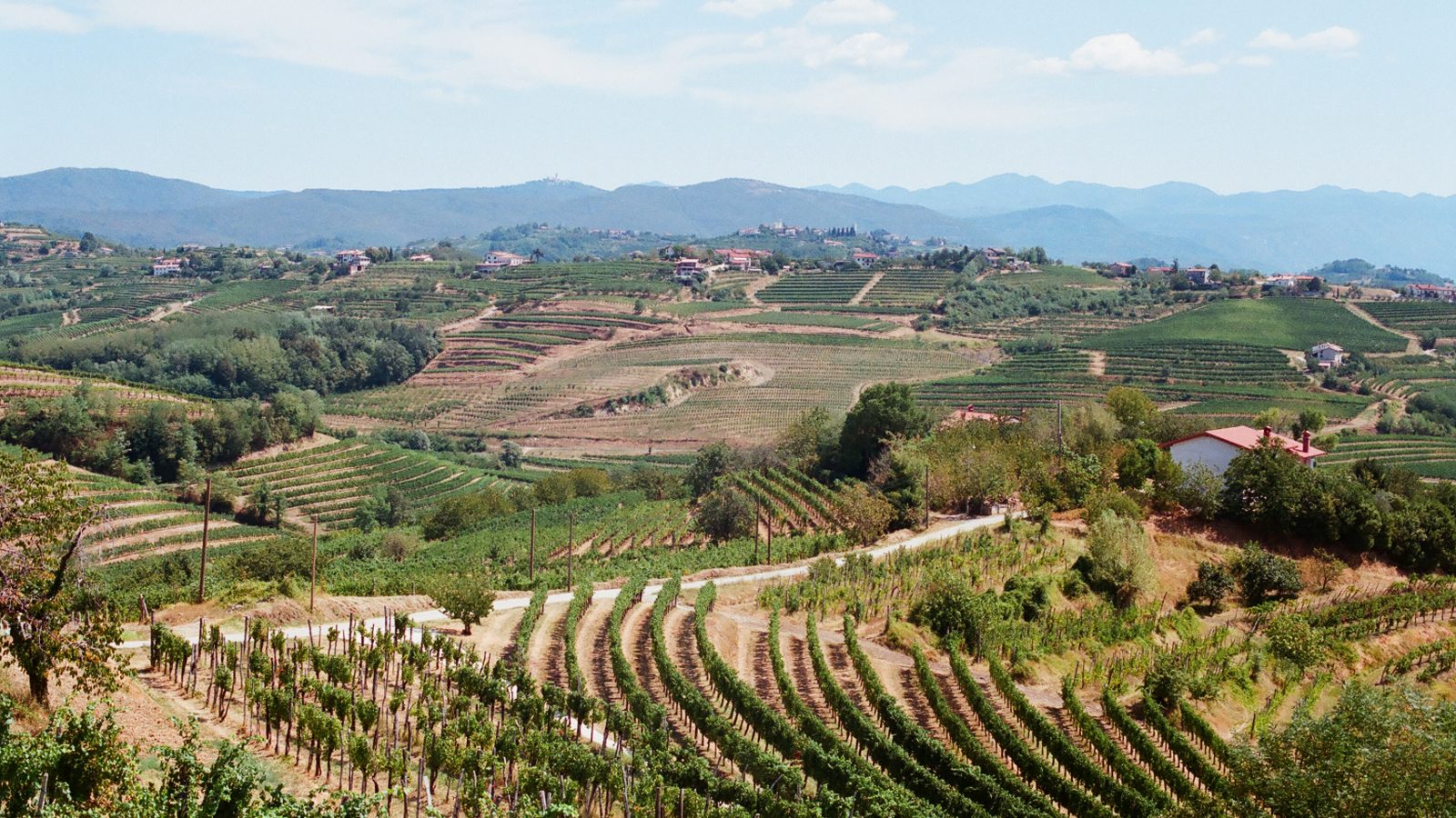 Goriška Brda panorama. Foto: Wikimedia Commons, CC BY-SA 3.0
