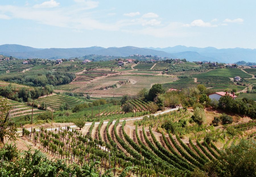 Goriška Brda panorama. Foto: Wikimedia Commons, CC BY-SA 3.0