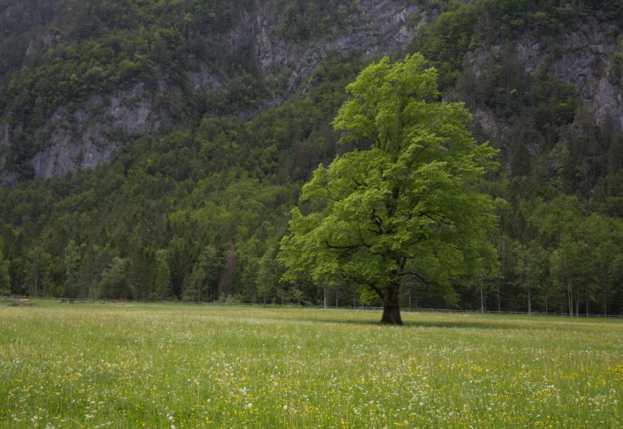Logarska dolina