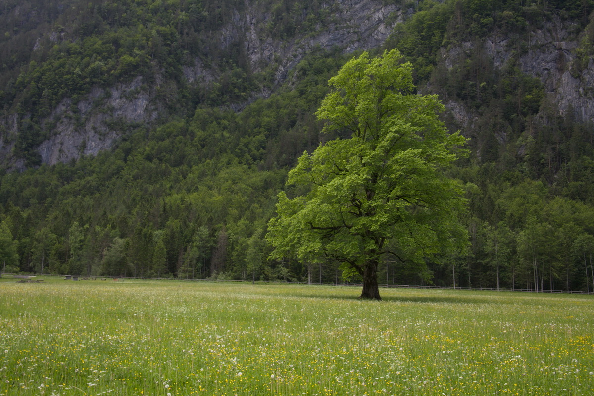Logarska dolina