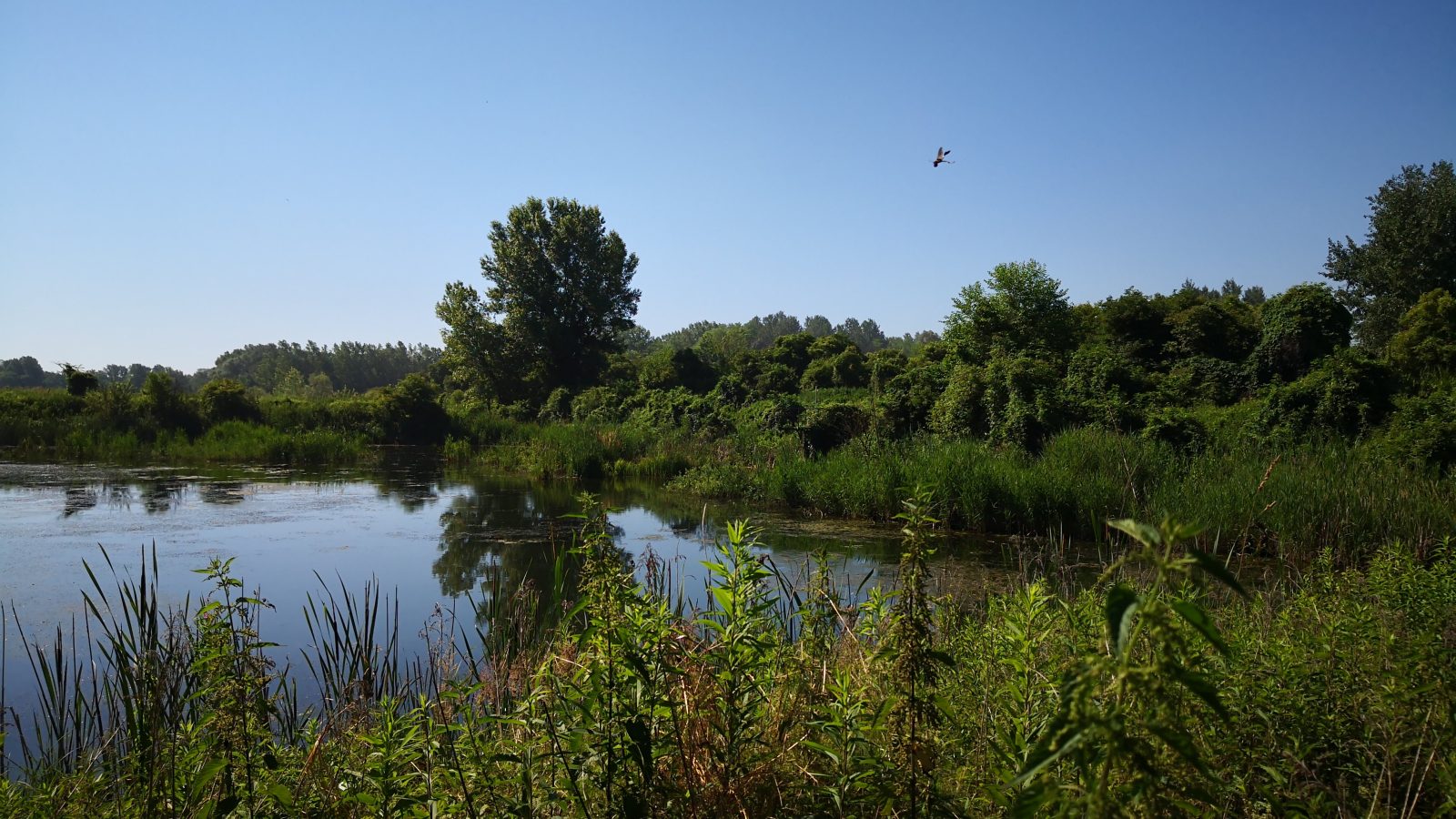 Ormoške lagune