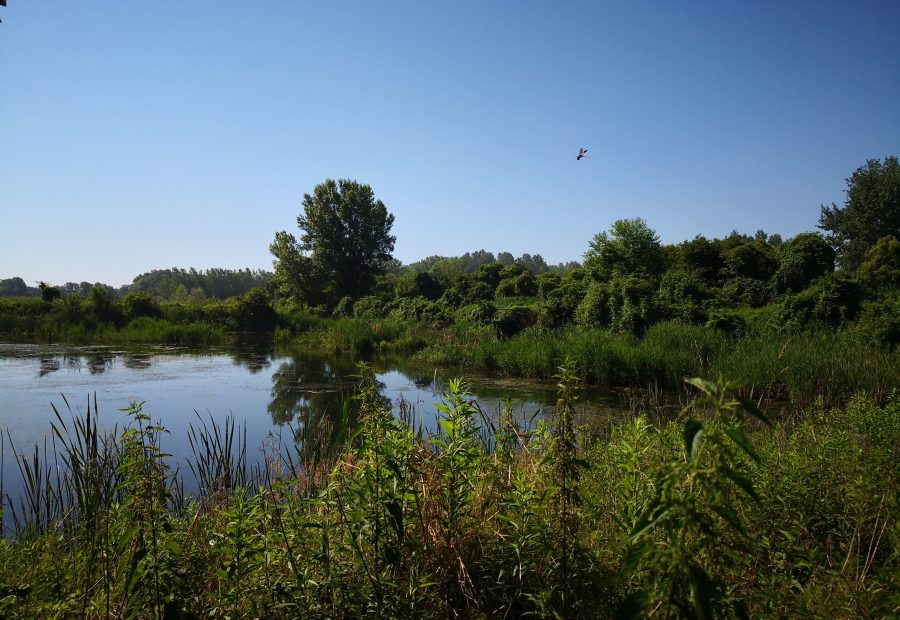 Ormoške lagune