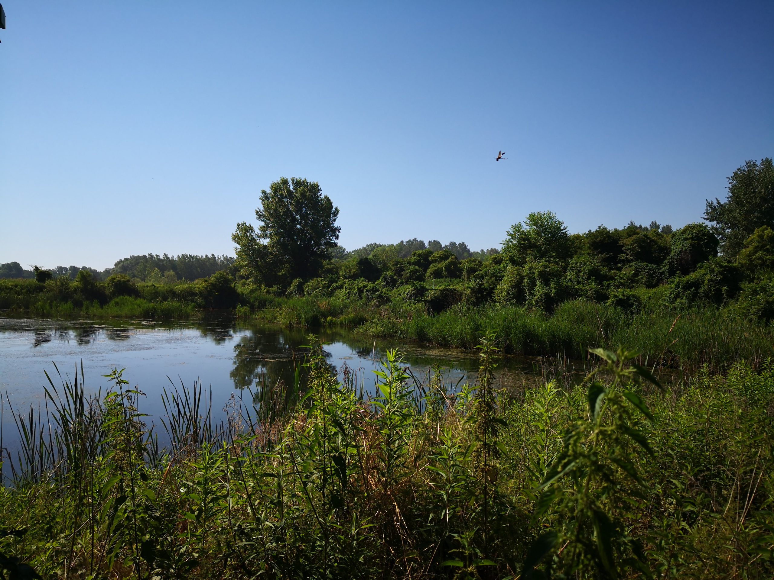 Ormoške lagune