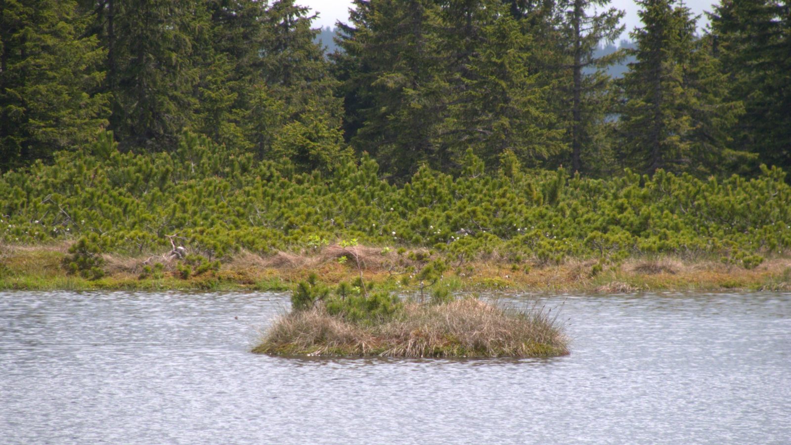 Ribniško jezero