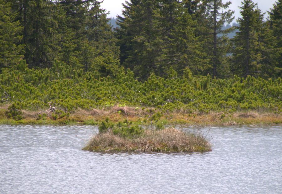 Ribniško jezero