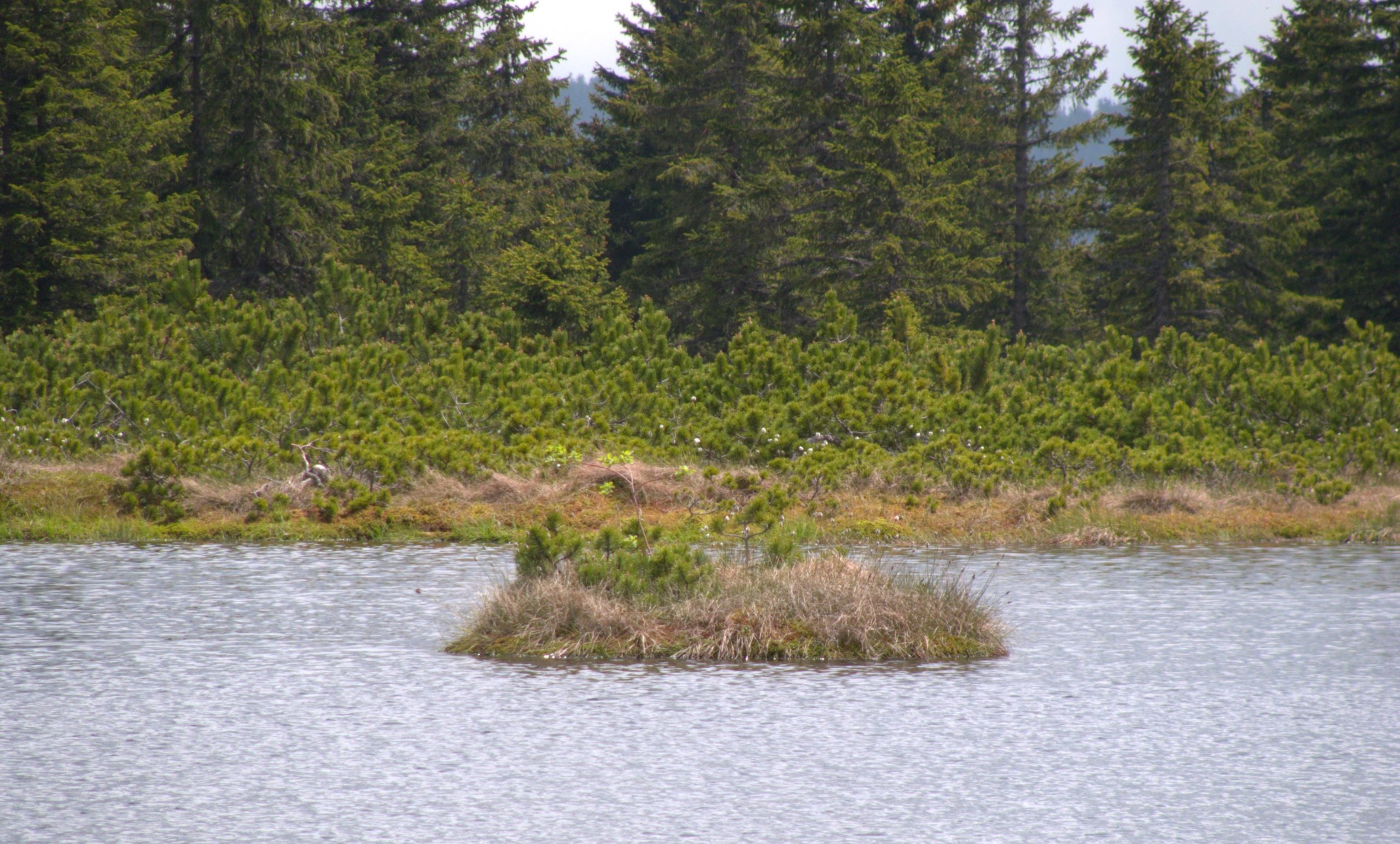Ribniško jezero