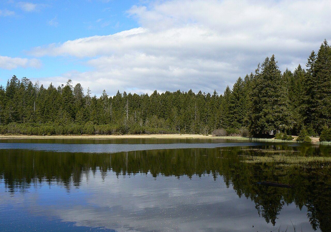 Črno jezero na Pohorju med drevesi