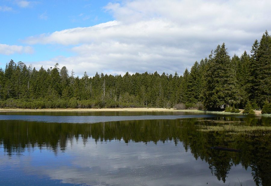 Črno jezero na Pohorju med drevesi