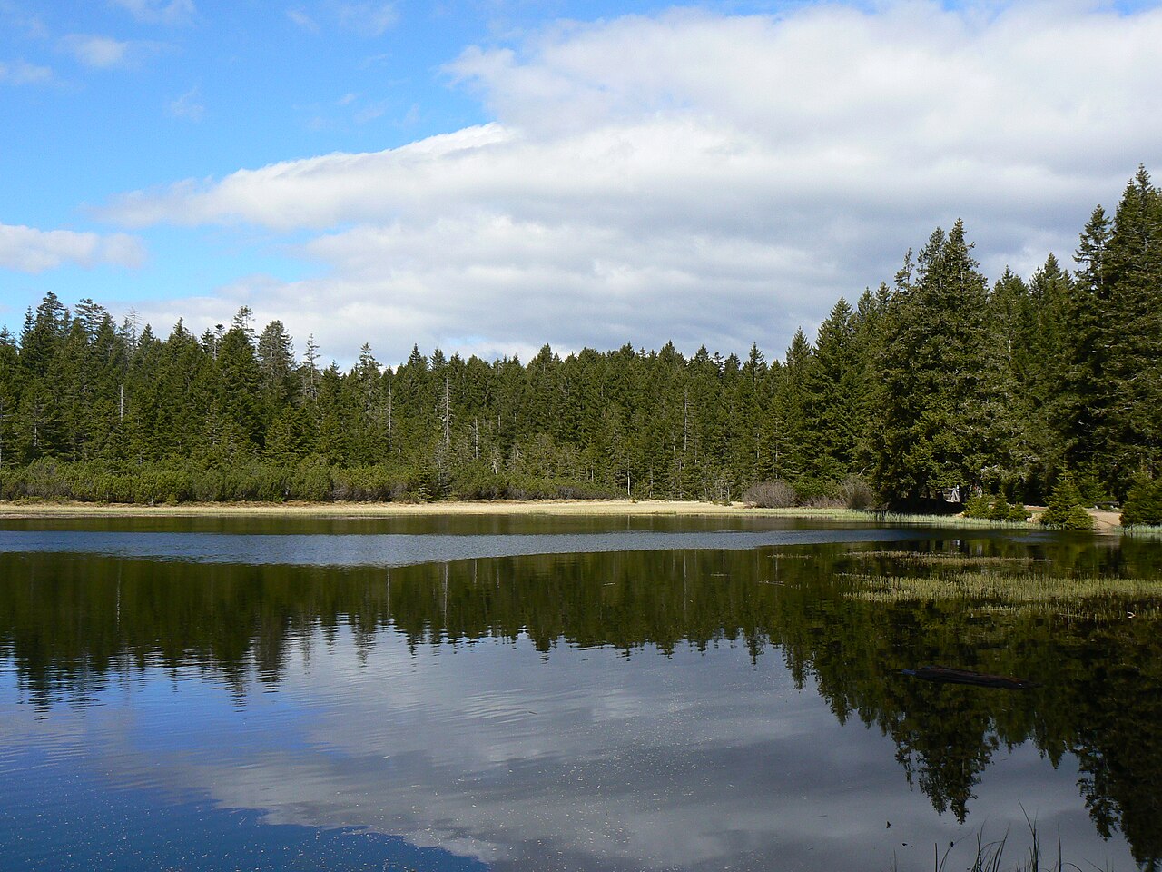 Črno jezero na Pohorju med drevesi