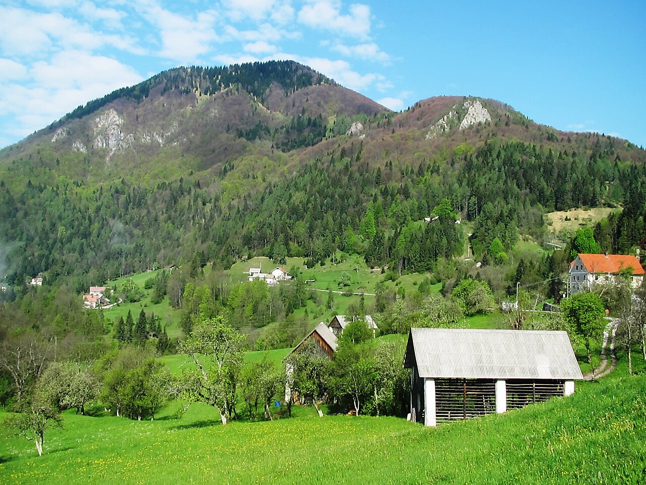 Kojca