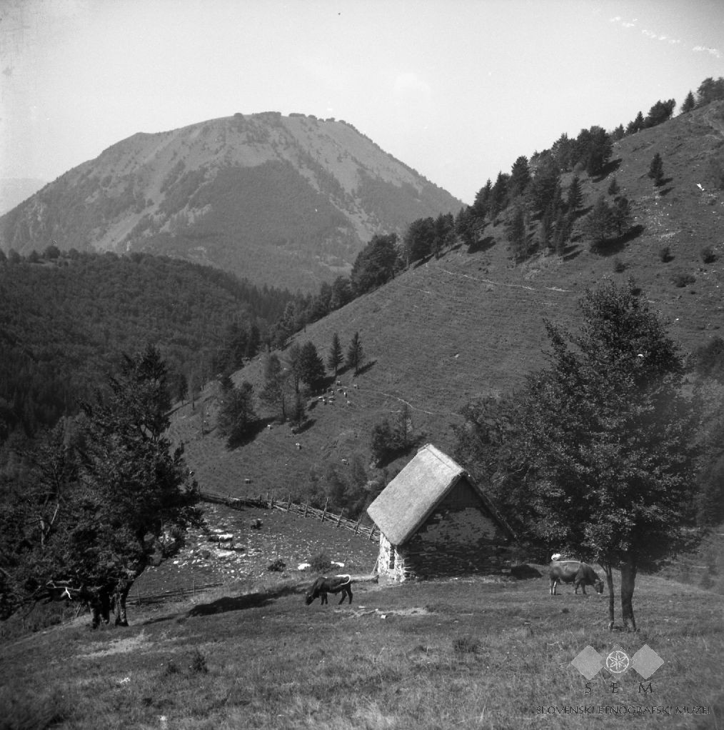 Kojca - Krave v ogradu, zadaj Kojca 1954