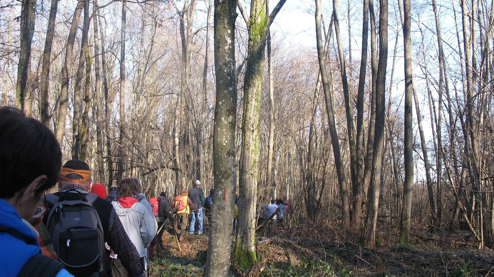 Krakovski gozd