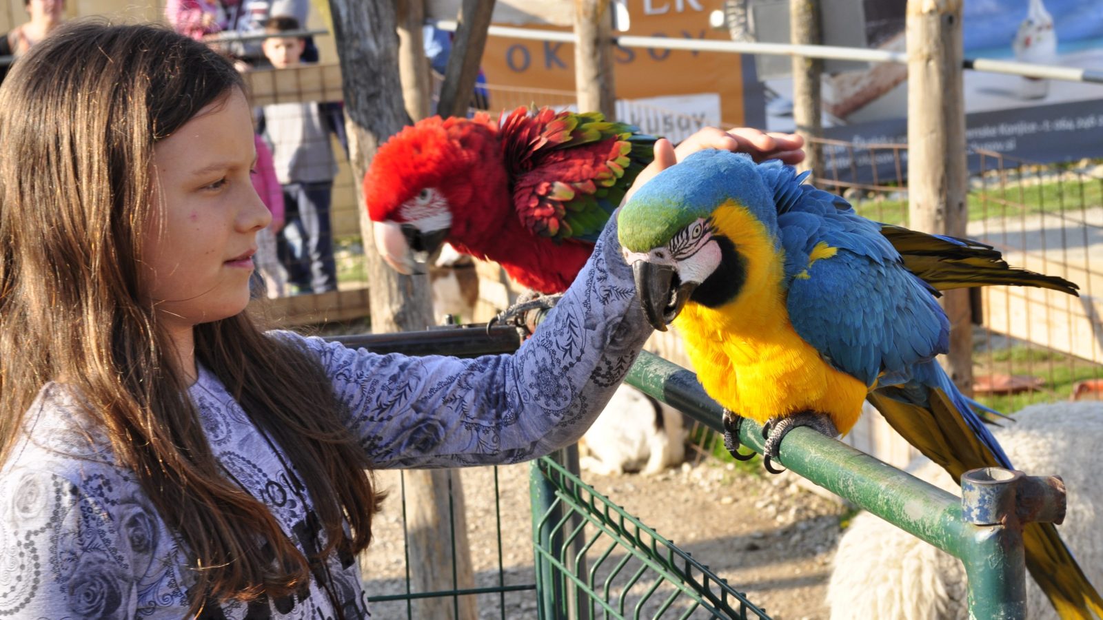 Mini Zoo Land
