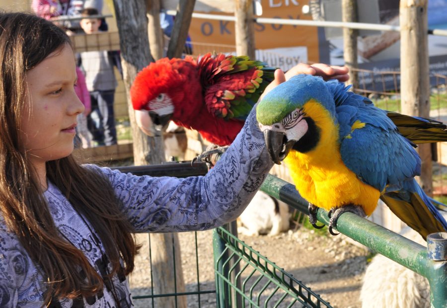 Mini Zoo Land