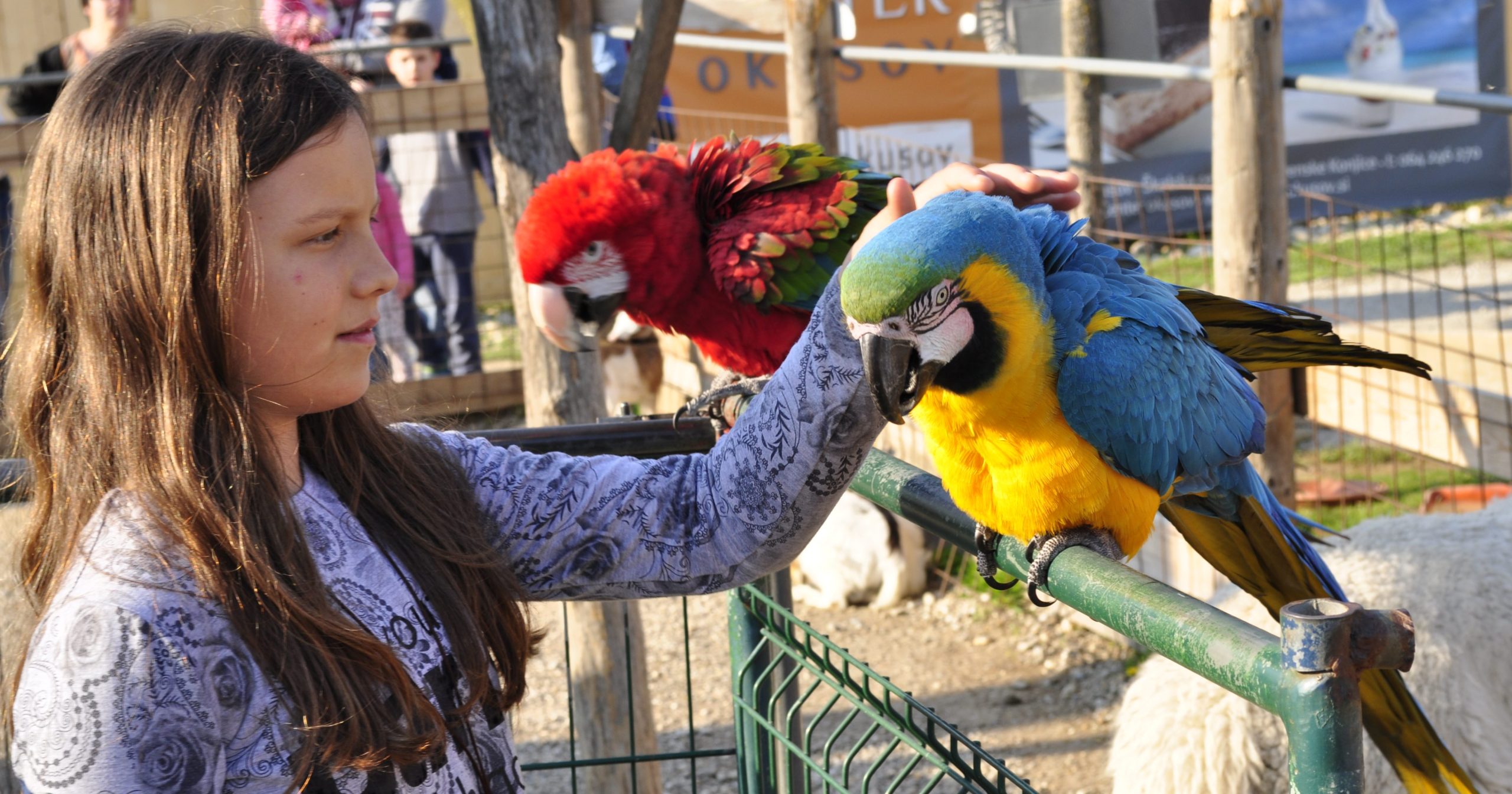 Mini Zoo Land