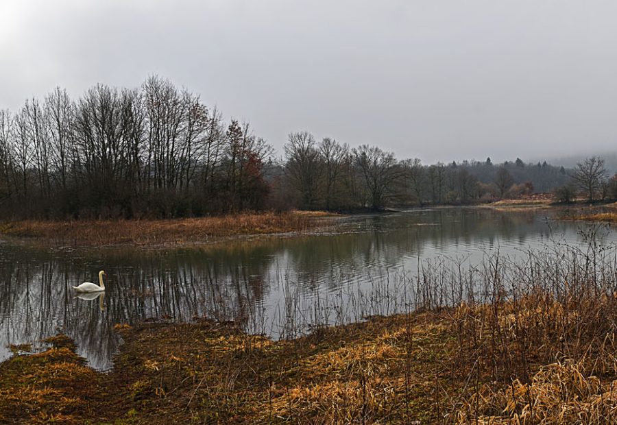 Radensko polje – ravninski izlet s psom pri Grosuplju