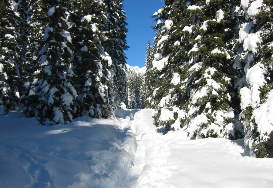 Pokljuka pozimi z zasneženim gozdom