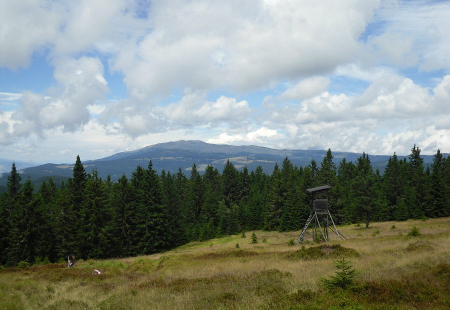 Košenjak