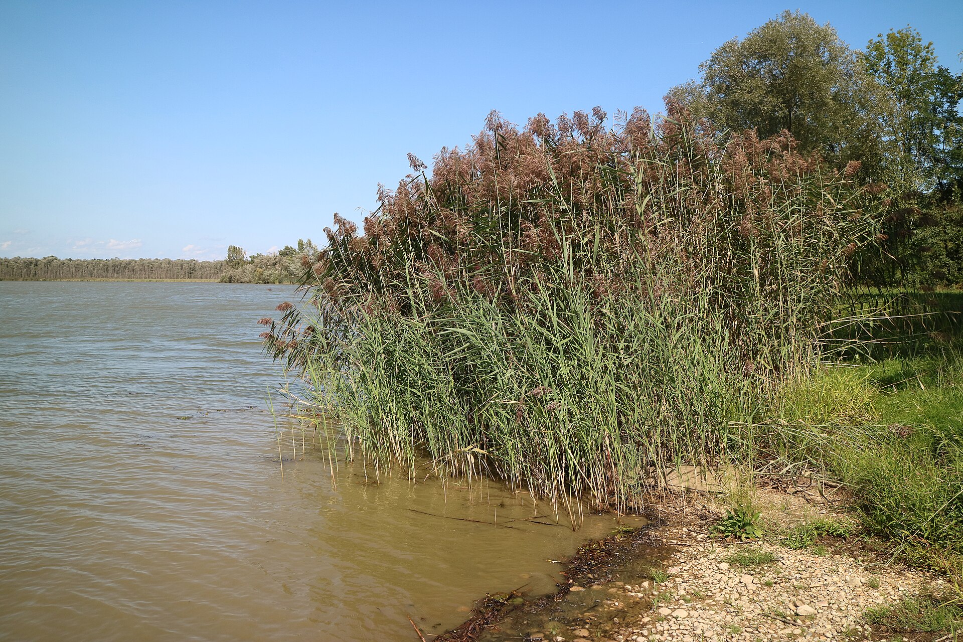 Schilf am Ledavsko jezero, Gemeinde Cankova, Slowenien