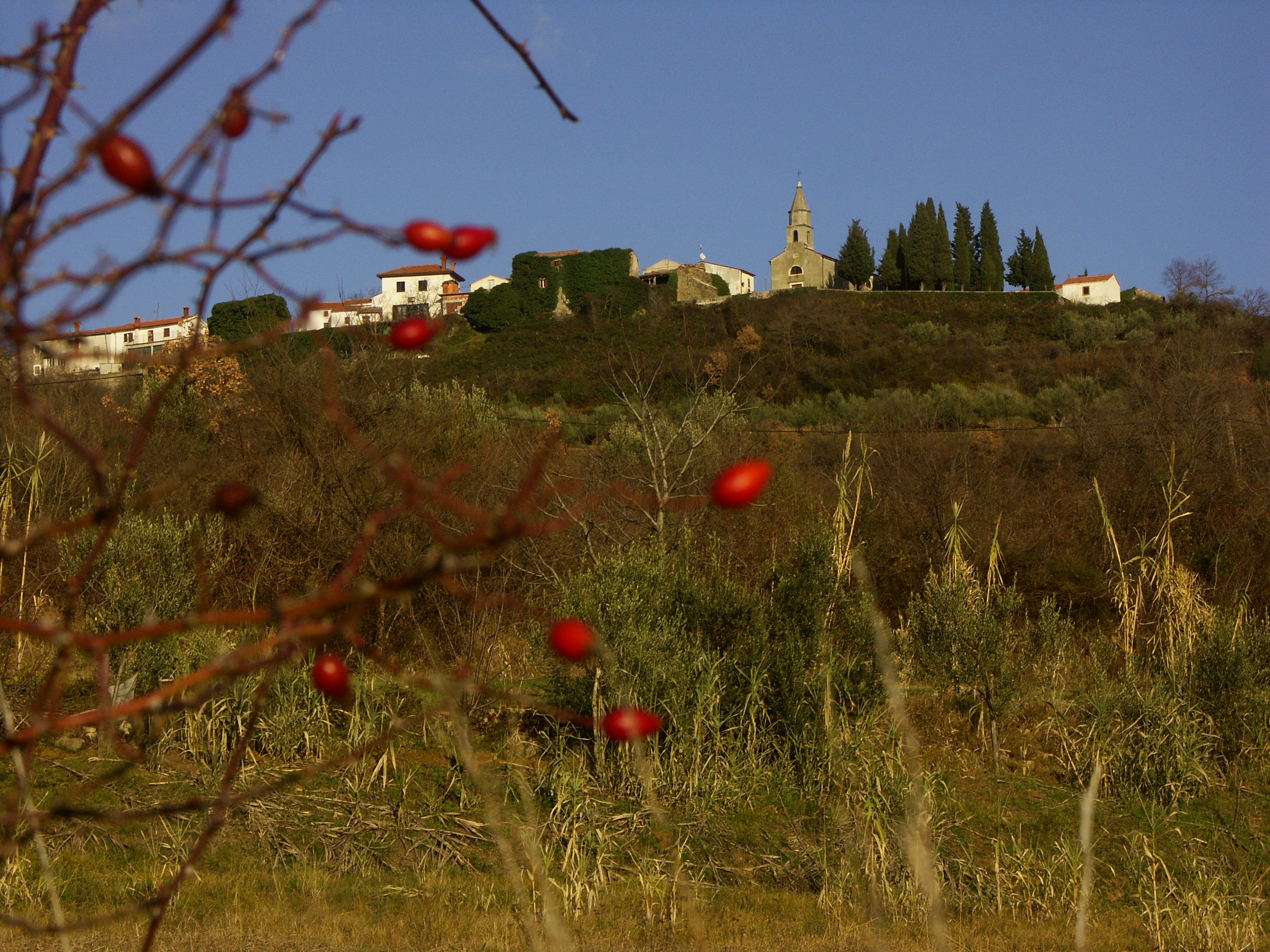 Koštabona – slika 4