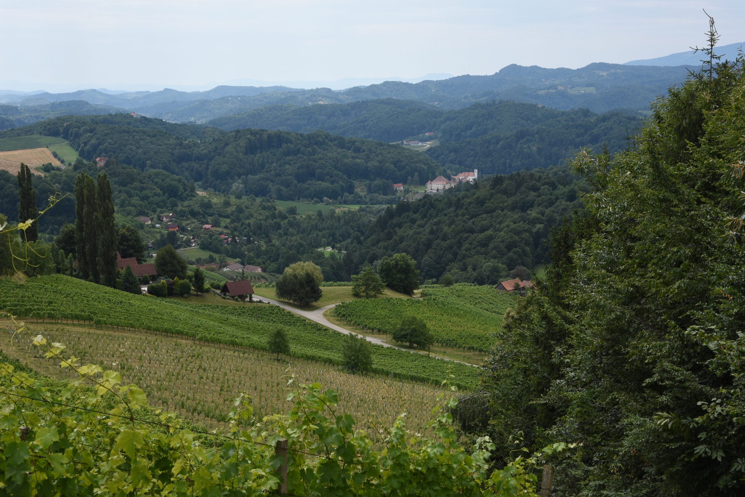 Svečina