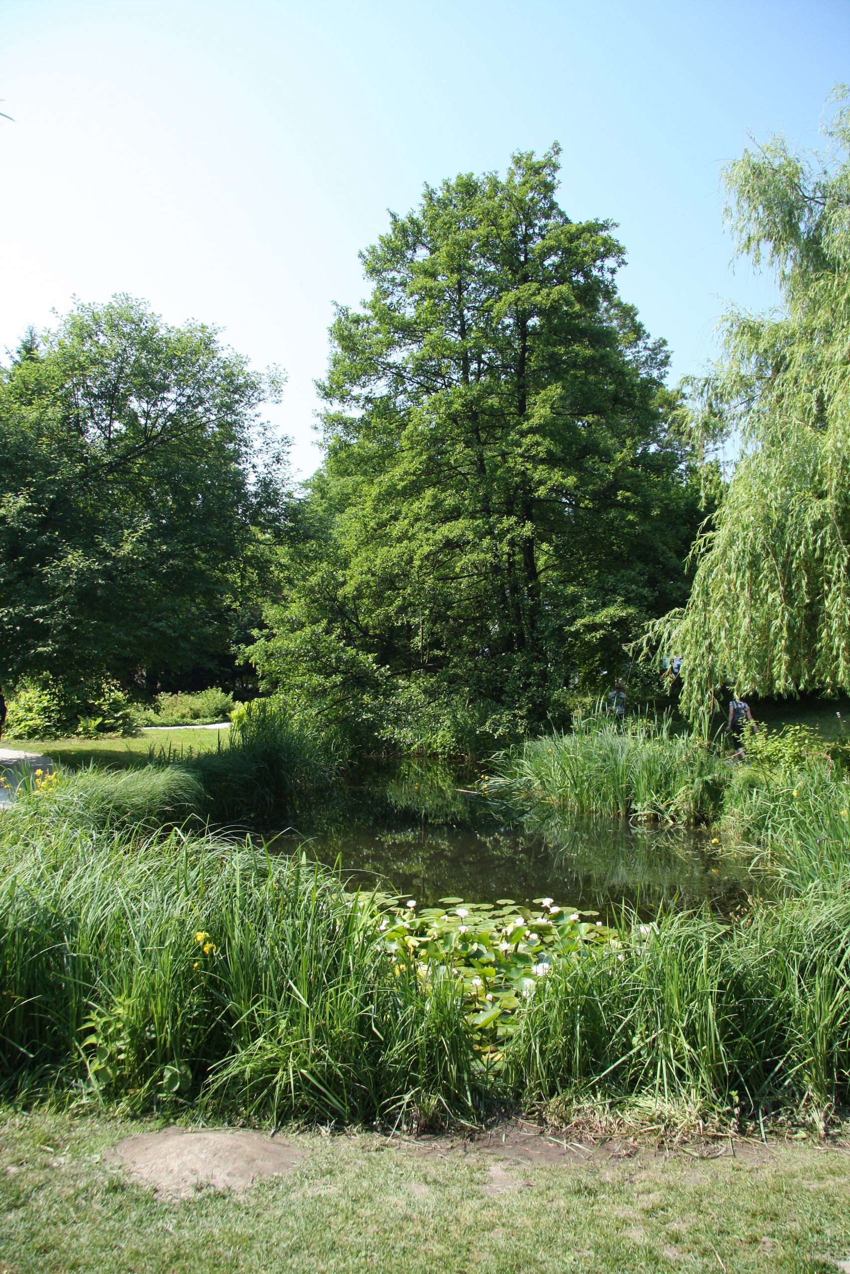 Botanični vrt Ljubljana – Ljubljana Botanic Garden - pond