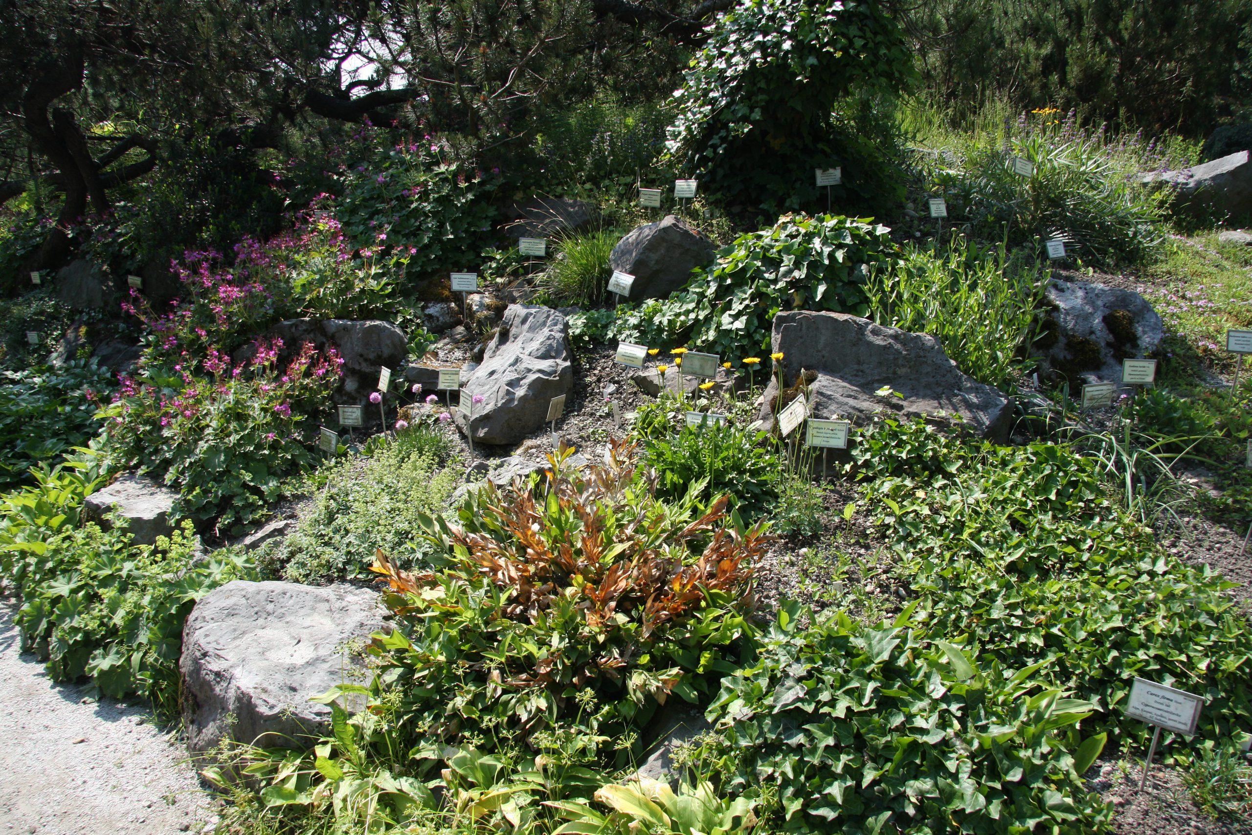 Botanični vrt Ljubljana – Ljubljana Botanic Garden - rockery